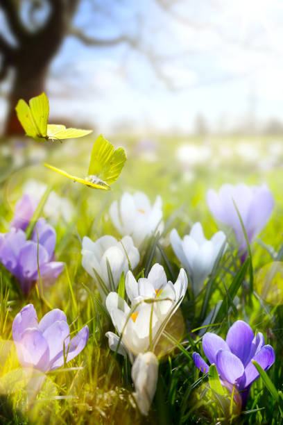 istock Spring flower and fly butterfly; abstract sunny beautiful Easter background 643781986
