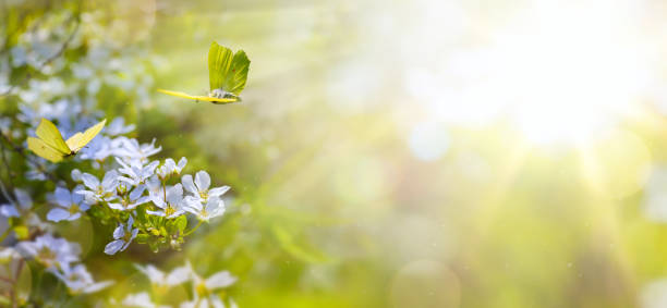 istock Easter spring flower background; fresh flower and yellow butterfly on green background 643782026