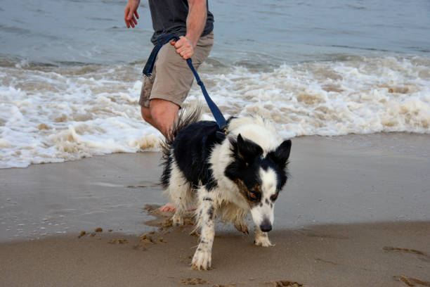 Black dog digging for a stick in the sand
