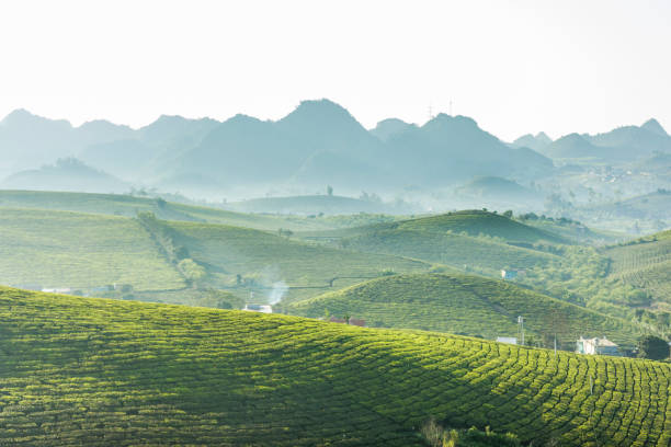 istock Green tea hills at Moc chau district 643801094