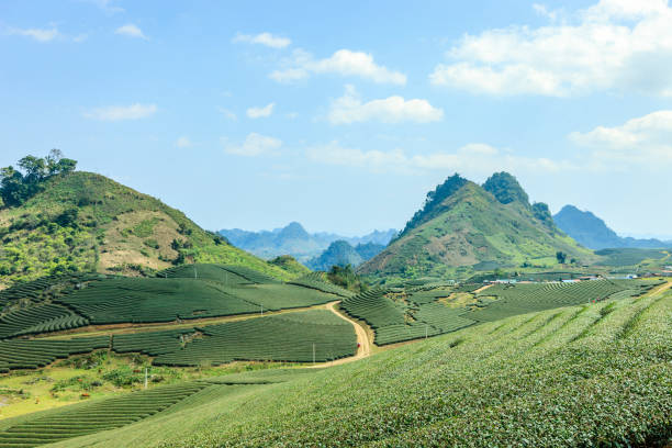 Green tea hills at Moc Chau district, Vietnam