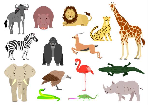 illustrazioni stock, clip art, cartoni animati e icone di tendenza di insieme di elementi animali africani - impala