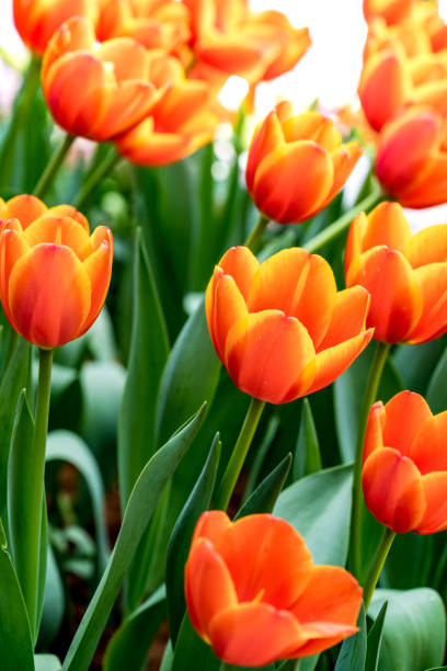 istock Colorful of tulip 643817962
