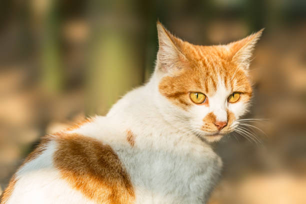 istock A lovely cat in outdoor 643821654