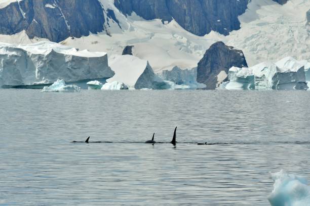 istock Orcas - Killer Whales and Glacier 643824458