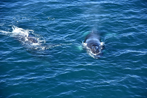 A mother Humpback Whale and her calf feed near the Antarctic Pennisula