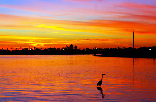 A great blue heron flying against a clear sky.