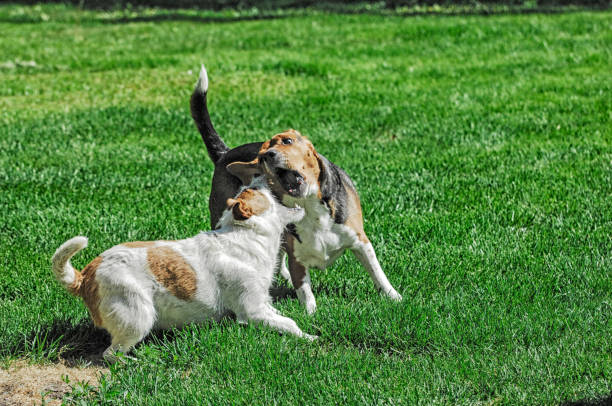 istock Dogs Playing - Dogs Fighting 643836042
