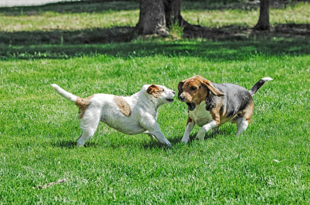 istock Dogs Playing - Dogs Fighting 643836462