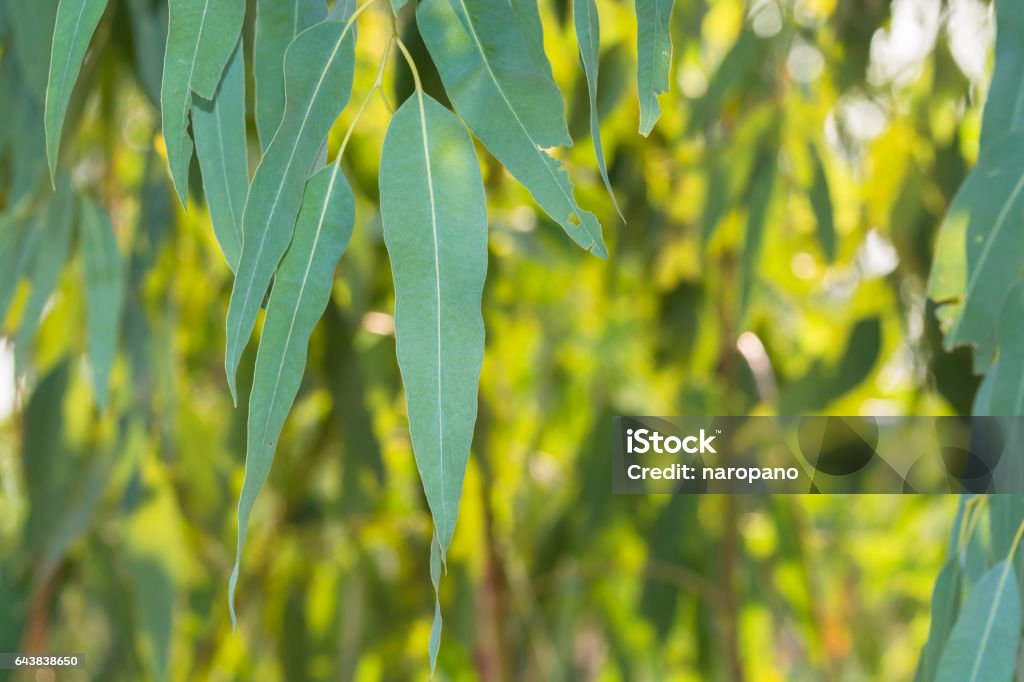 Eucalyptus leaves Aromatherapy Stock Photo