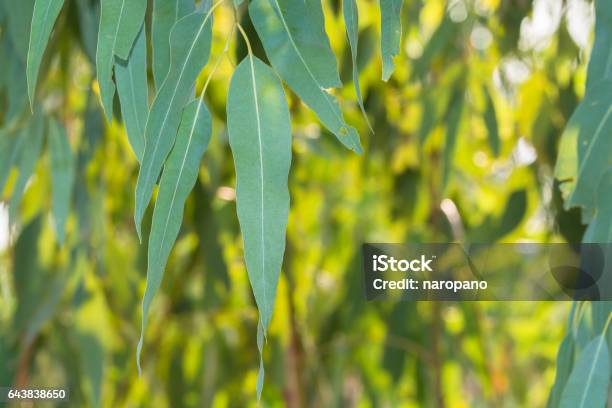 Eucalyptus Leaves Stock Photo - Download Image Now - Aromatherapy, Australia, Backgrounds