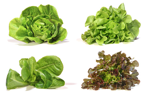 Fresh Romaine Lettuce , Cos Lettuce, Red and Green Oakleaf lettuce Vegetable salad isolated on white background.