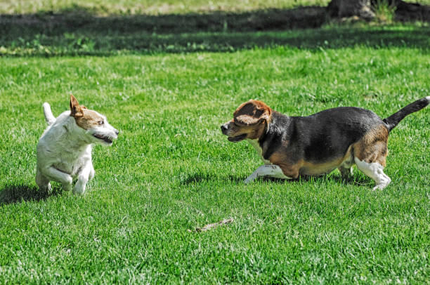 istock Dogs Playing - Dogs Fighting 643838756