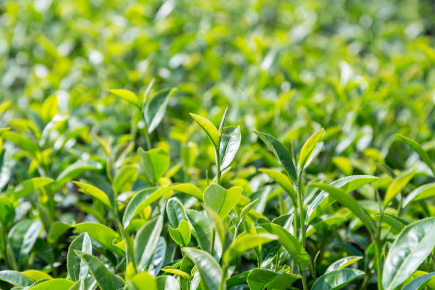 istock green tea leave in field, close up 643838994