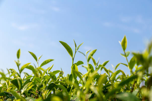 istock green tea leave in field under blue sky 643839372