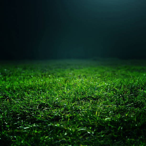 istock Natural green grass background with selective focus. Abstract natural background with beauty grass texture 643840168