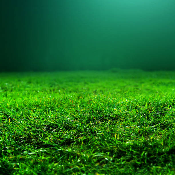 istock Natural green grass background with selective focus. Abstract natural background with beauty grass texture 643840174