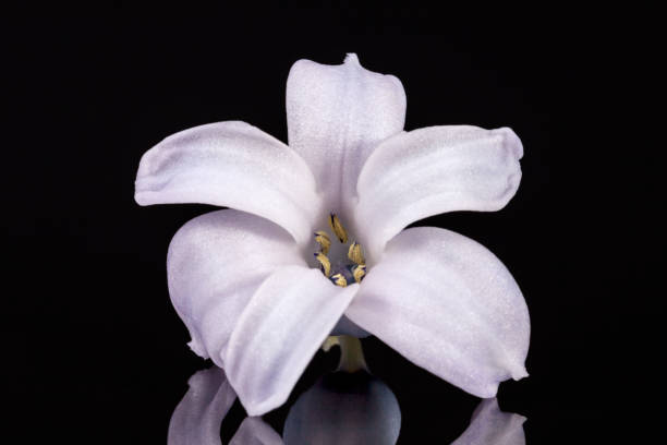 istock Single spring flower of lilac Hyacinth isolated on black background 643840656