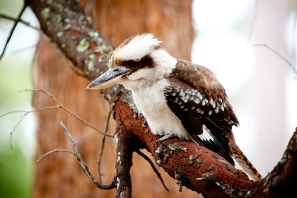 istock Australian Kookaburra Juvenile 1 643844216