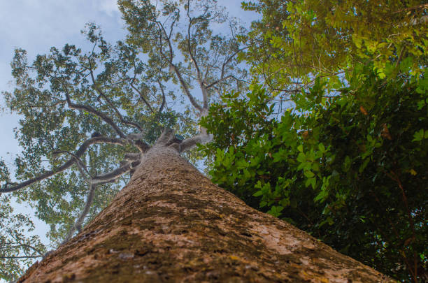 istock trees in the temple complexes of Indochina 643844308