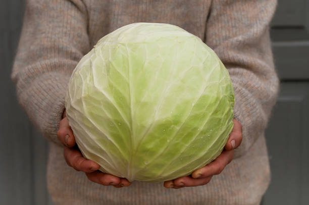 istock Farmers hands with freshly harvested white cabbage. 643848060