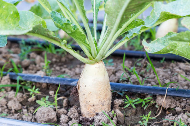 istock radish growing in the field with drip irrigation 643848338