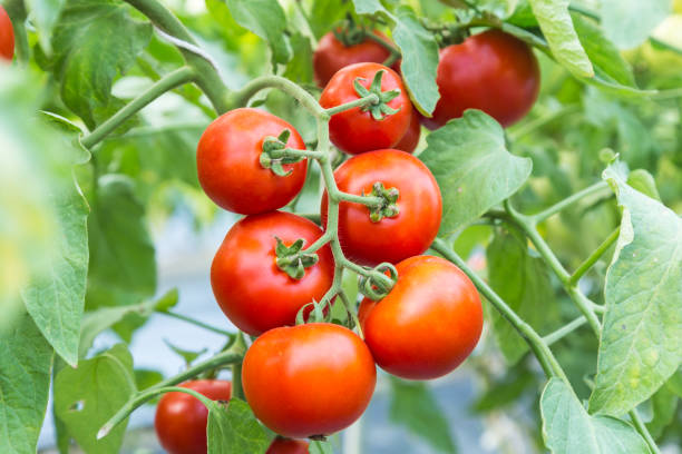 istock ripe red tomato growing on branch in field 643848386