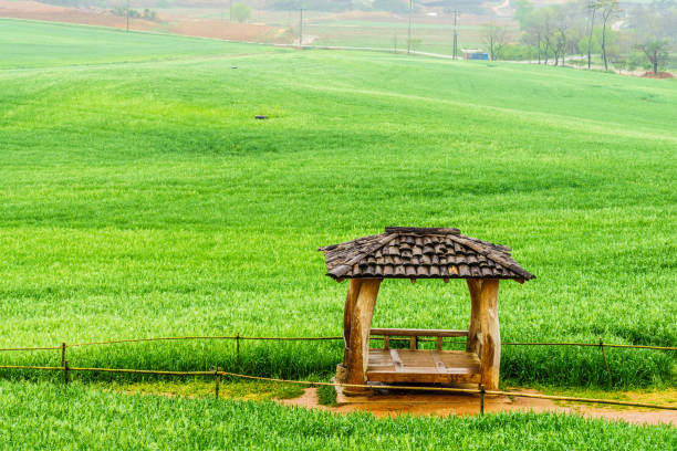The hut was a barley field
