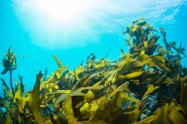 緑色藻 - seaweed algae kelp underwater ストックフォトと画像