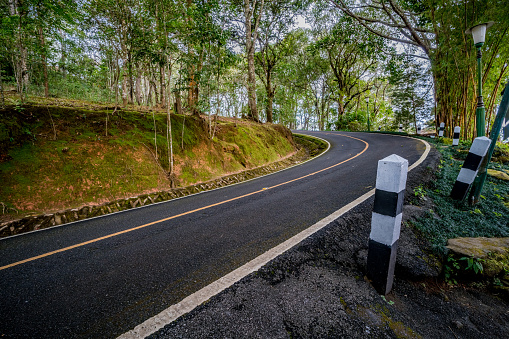 Asphalt road with green trees in the park