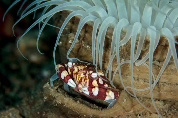 istock harlequin swimming crab - Lissocarcinus  laevis 643854580