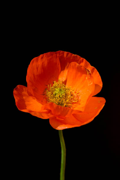 istock poppy; Papaver; rhoeas 643855554