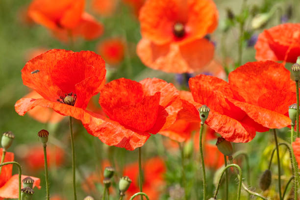 istock poppy; Papaver; rhoeas 643856598