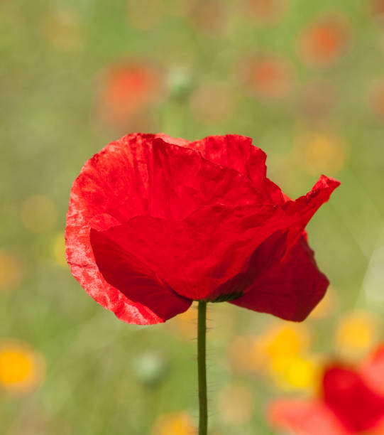 istock poppy; Papaver; rhoeas 643859276