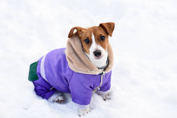 istock Dog wearing waterproof coat sitting on snow and looking at camera 643859510