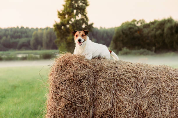 istock Pastoral scene with a dog lying down on haystack and evening fog at background 643859520