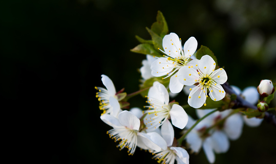 White cherry flowers on black background with space for text. Selective focus.