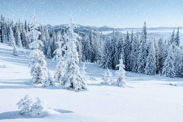 istock Winter tree in snow. Carpathian, Ukraine, Europe. Bokeh light ef 643860366