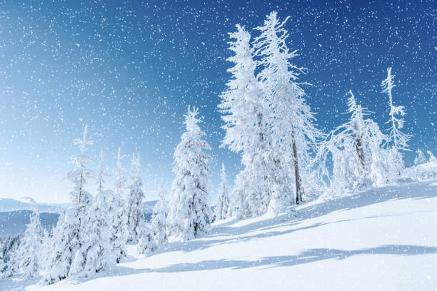 istock Winter tree in snow. Carpathian, Ukraine, Europe. Bokeh light ef 643860418