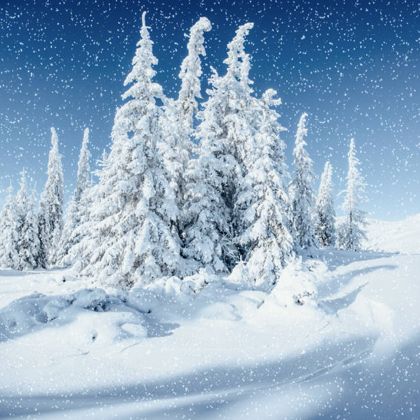 istock Winter tree in snow. Carpathian, Ukraine, Europe. Bokeh light ef 643860516