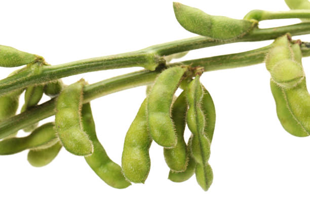 istock Green soybeans  isolated on white background 643860750