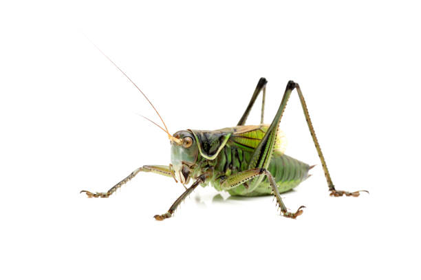 istock Macro image of a grasshopper isolated on white background 643863544