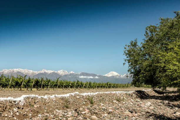 beau printemps à vignobles - snowcapped mountain mountain range snow photos et images de collection