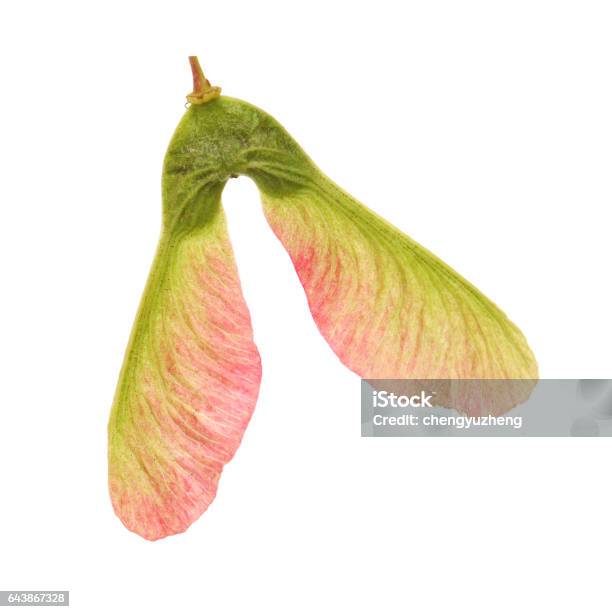 Red Maple Fruits Isolated On White Background Stock Photo - Download Image Now - Maple Keys, Seed, Red Maple