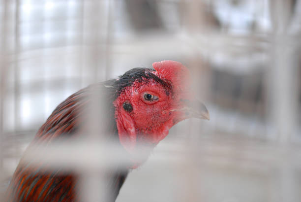 istock chicken in cage waiting for food in farm 643868242