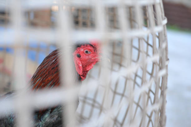 istock chicken in cage waiting for food in farm 643868266