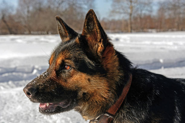 istock Dog's portrait. German Shepherd 643871814