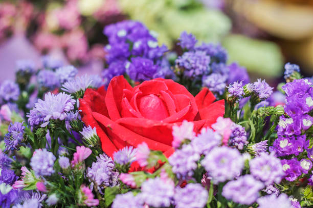 Rose flower in the flower group, natural background.