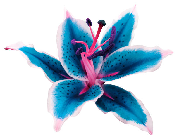 istock lily turquoise-white flower on a white background isolated  with clipping path. for design.