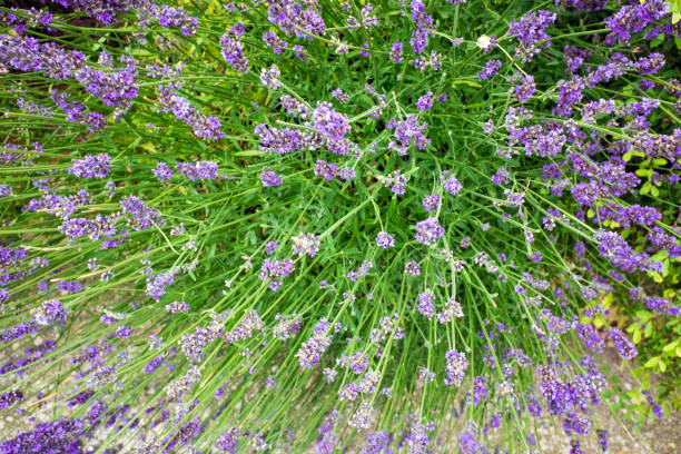 istock Closeup of bushy lavender 643876140